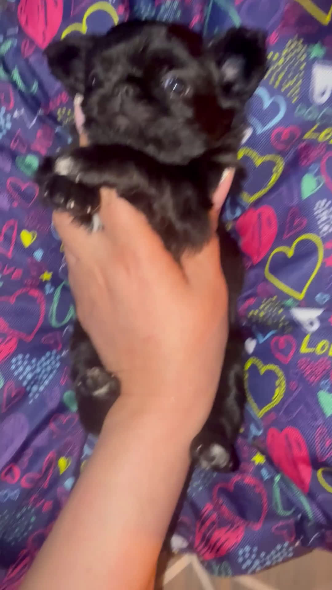 Chihuahua cani in vendita: Chihuahua maschietto  - Video 1