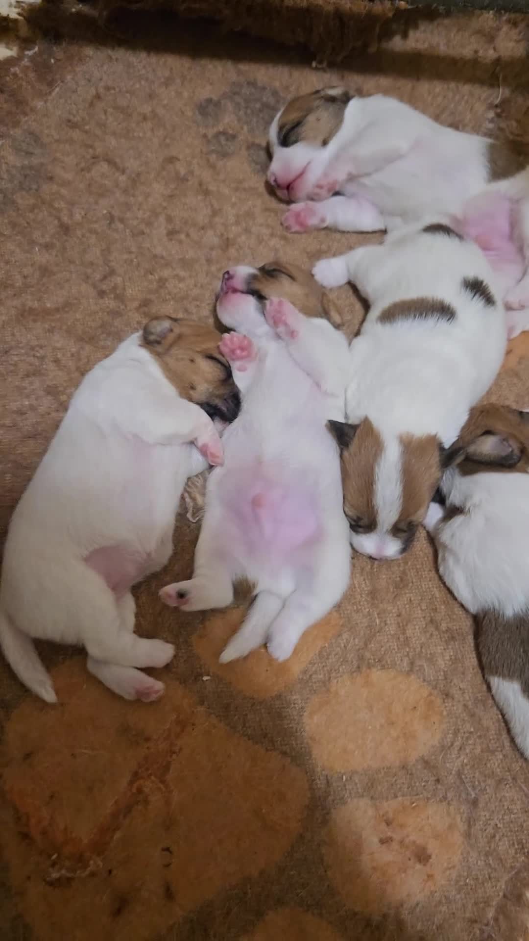 Jack Russell cani in vendita: Cuccioli Jack russell terrier  - Video 2