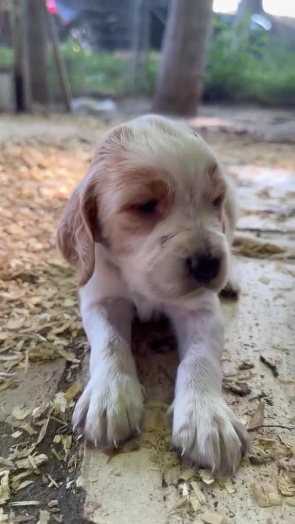 Setter Inglese cani in vendita: CUCCIOLI SETTER INGLESI - Video 3