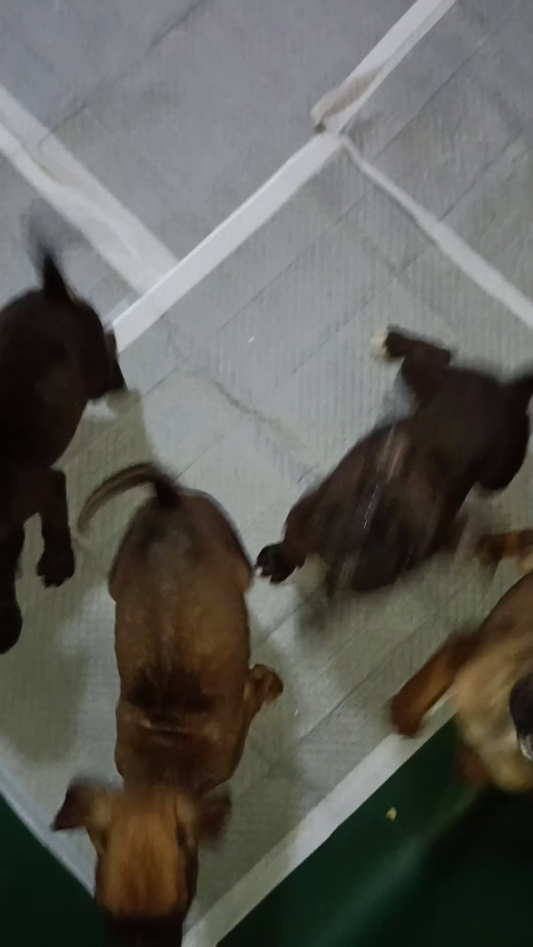 Boxer cani in vendita: Cuccioli di boxer - Video 1