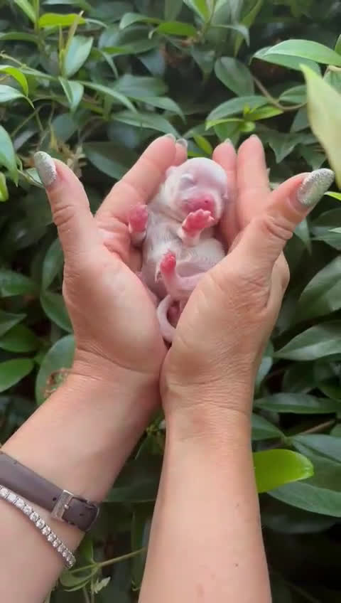 Spitz cani in vendita: Spitz tedesco NANO Pomerania  - Video 1