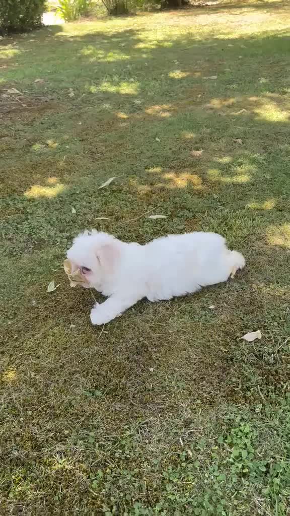 Maltese cani in vendita: Cucciola di Maltese a Provincia di Frosinone - Video 1