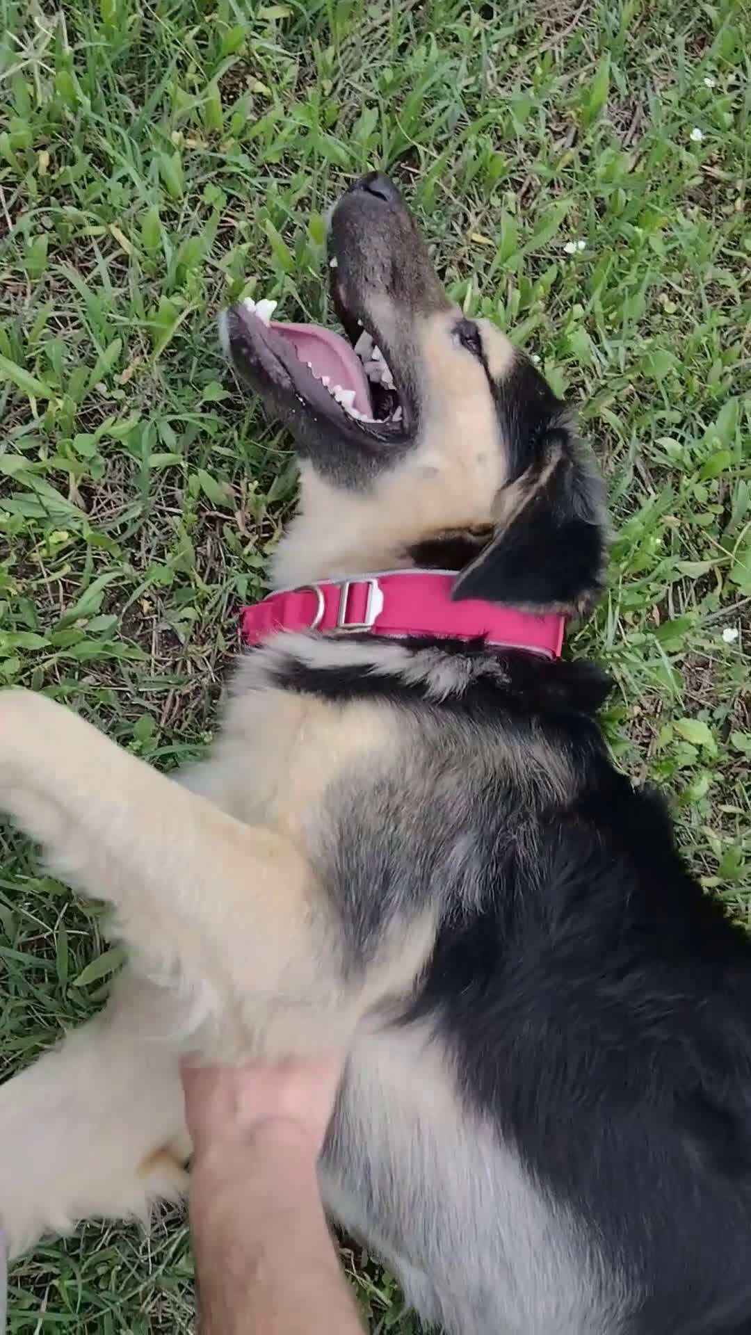 Meticcio cani in regalo: Splendido Simil Pastore (Catania) - Video 3