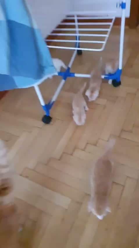 Scottish gatti in vendita: Gattini scottish  - Video 1