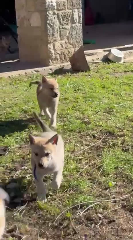 Lupo Cecoslovacco cani in vendita: cuccioli cane lupo Cecoslovacco  - Video 1