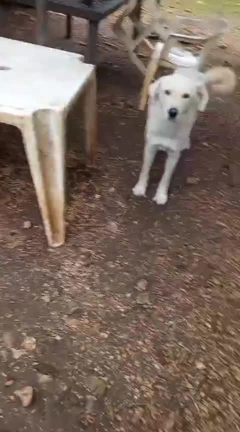 Meticcio cani in regalo: Bijoux e Tobia fratelli bravi e inseparabili - Video 1