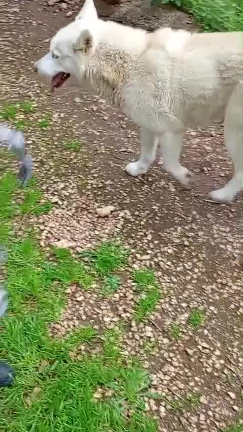 Husky cani in regalo: Masha splendida husky - Video 1