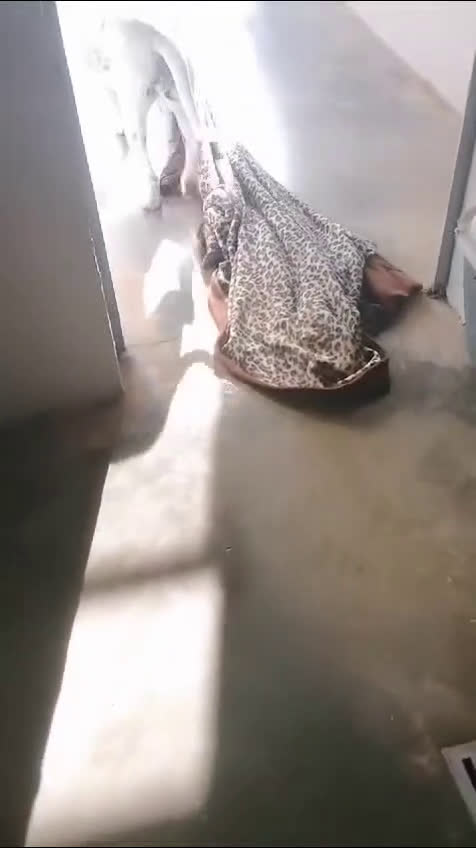 Meticcio cani in regalo: Magda, ci sarà pure qualcuno per te!!! a Città Metropolitana di Bari - Video 2