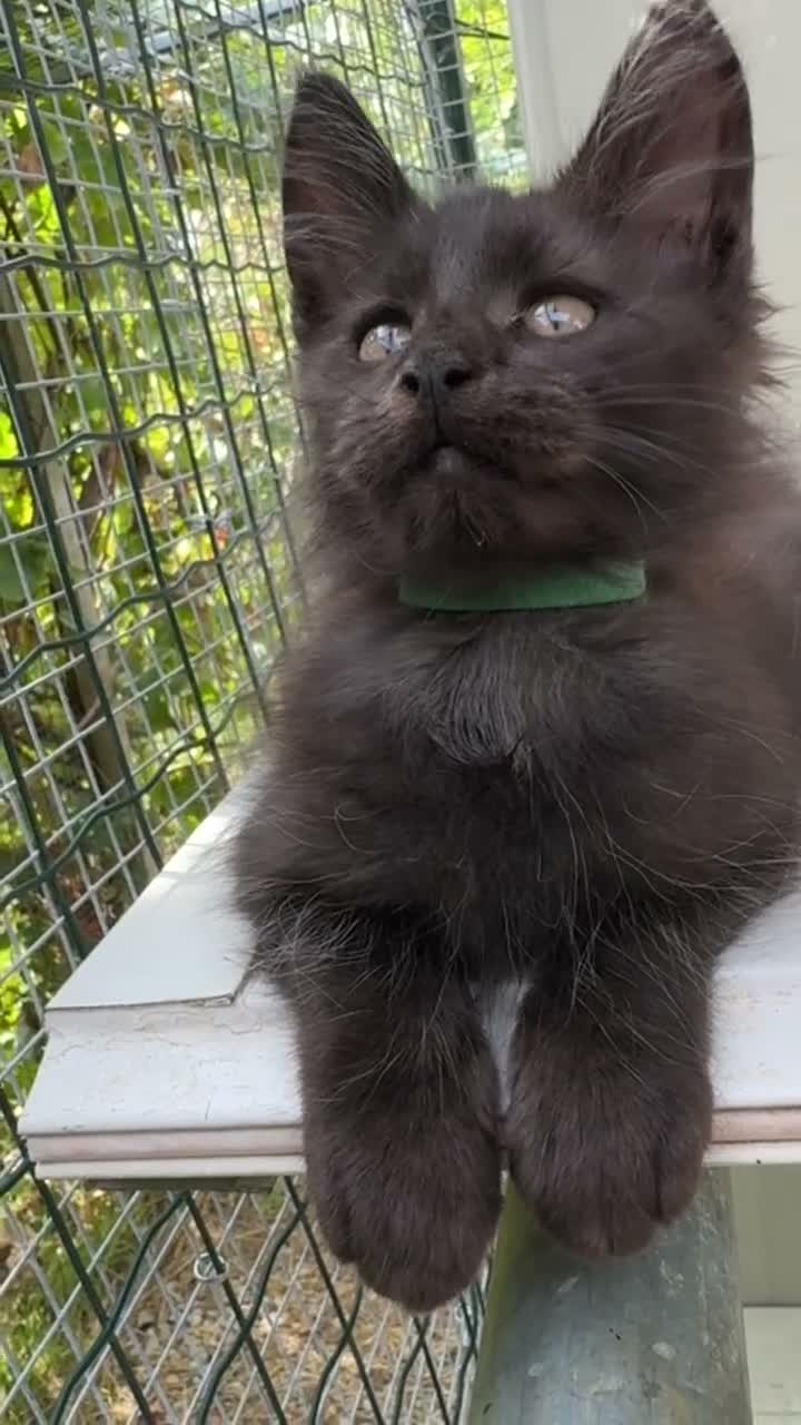 Maine Coon gatti in vendita: Cucciolo di maine coon manto nero (Daiquiri) - Video 5