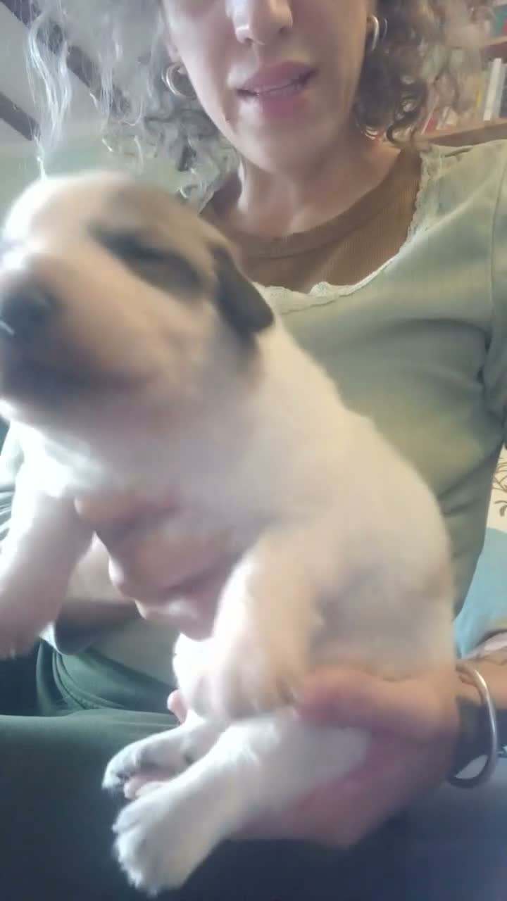 Cane da Montagna dei Pirenei cani in vendita: Cuccioli di Cane da Montagna dei Pirenei  - Video 2