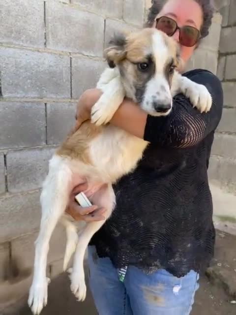 Meticcio cani in regalo: TESIS adorabile cicciotta - Video 1