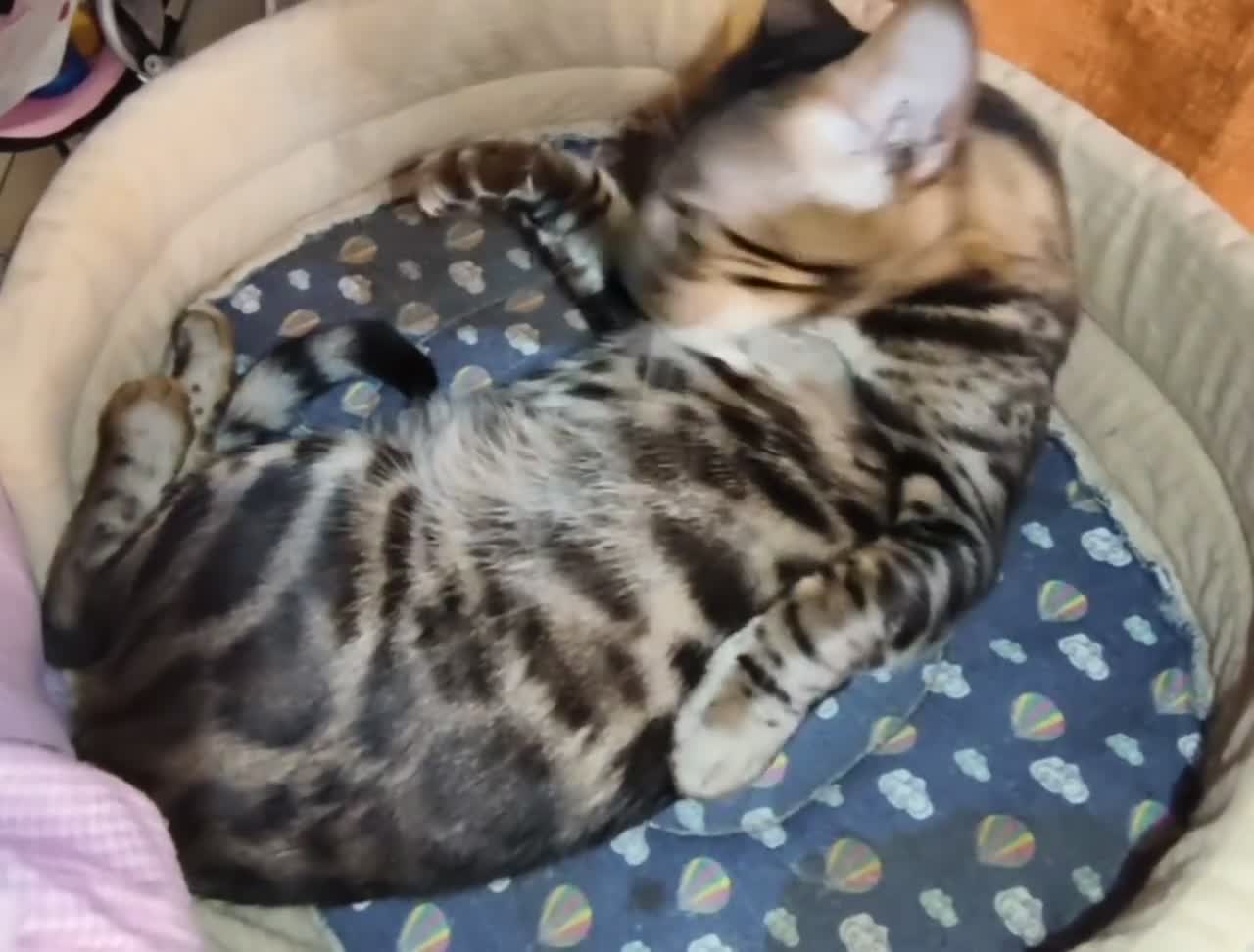 Bengala gatti in vendita: Dolcissima gattina Bengala  - Video 1