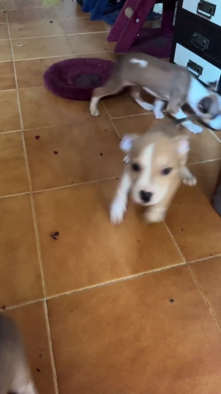 Pitbull cani in vendita: Pittbul a Città Metropolitana di Torino - Video 2