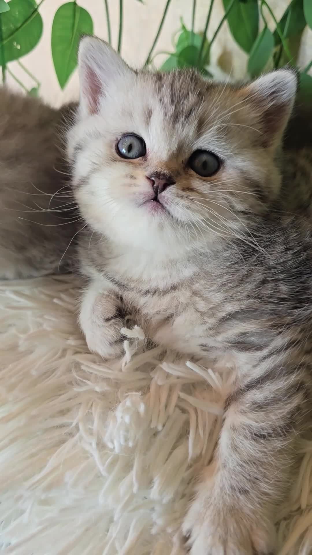 Scottish gatti in vendita: Scottish Fold e straight silver - Video 2