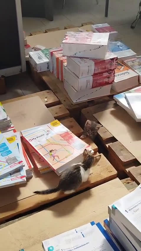 Europeo gatti in regalo: GATTINI CERCANO CASA - Video 1