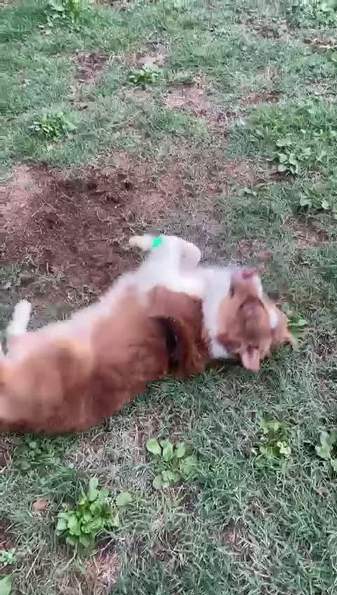 Australian Shepherd cani per accoppiamento: Pastore australiano  - Video 1