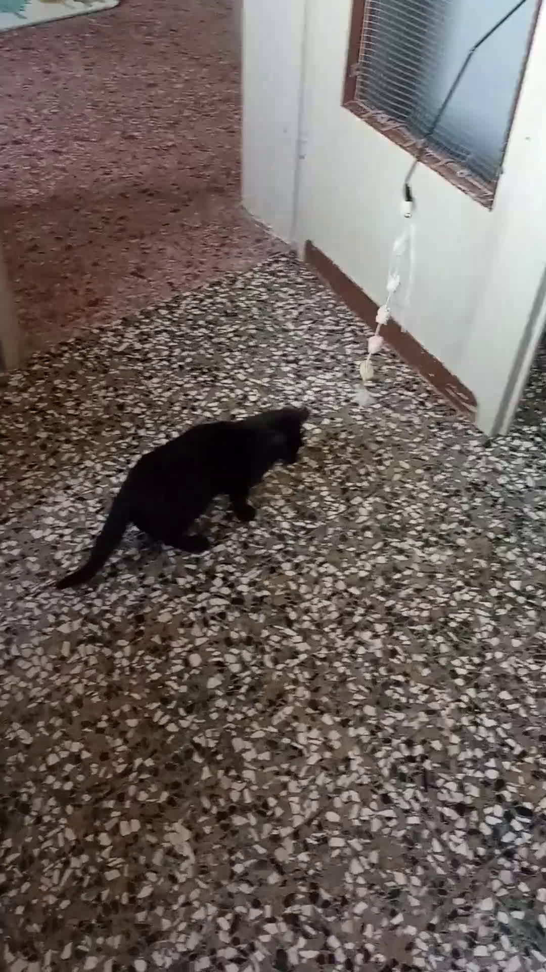 Altre razze gatti in regalo: Gattino nero di 4 mesi - Video 1
