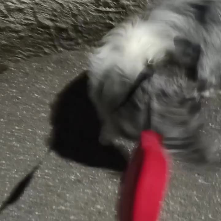Meticcio cani in regalo: Meticcio - Video 2