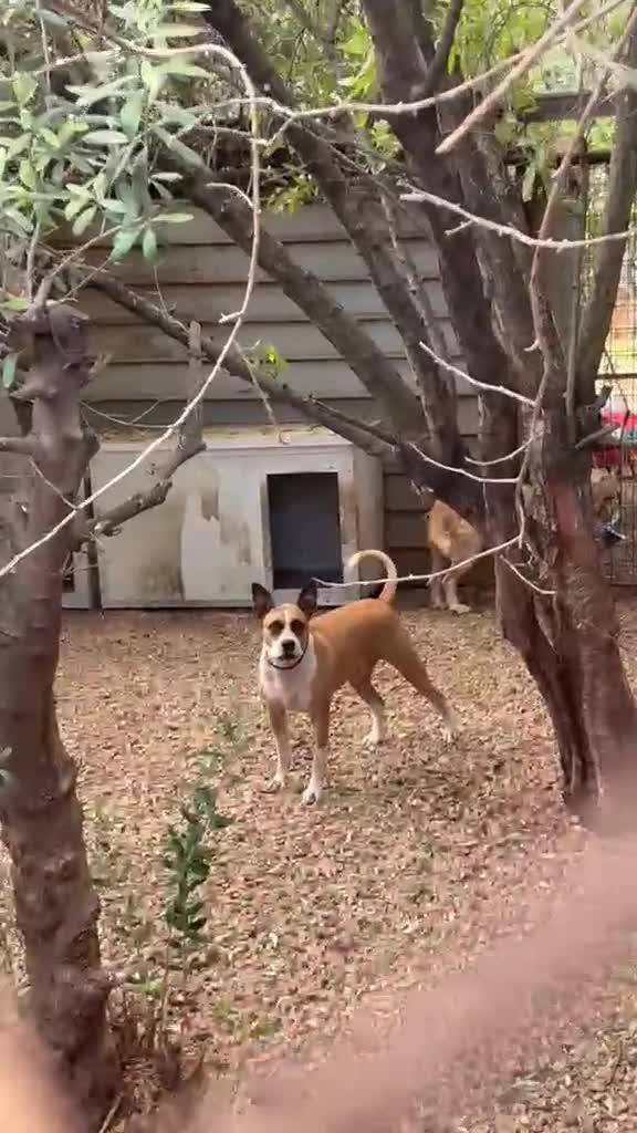 American Staffordshire cani in regalo: Laila, 1 anno e 1/2 Dolce e affettuosa  - Video 1