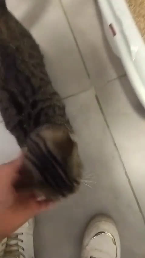 Europeo gatti in regalo: MICETTA SUPER AFFETTUOSA - Video 2