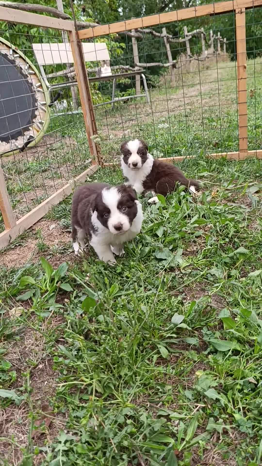 Border Collie cani in vendita: Cuccioli di Border Collie - Video 2