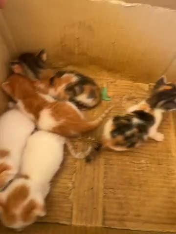 Altre razze gatti in vendita: Sono 9 gattini a Libero consorzio comunale di Ragusa - Video 2