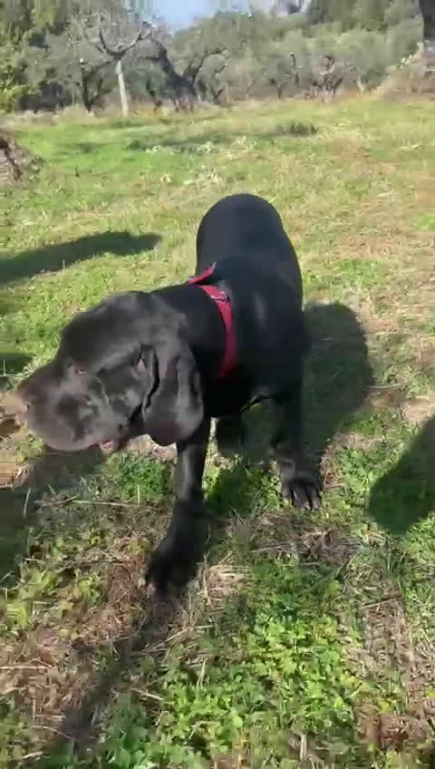 Alano cani in vendita: Cuccioli di Alano nero, ad alta geneaologia - Video 1