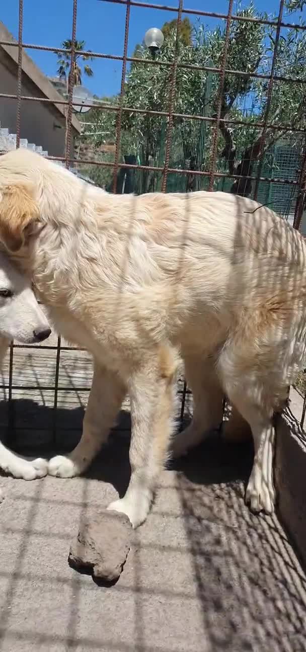 Pastore Abbruzzese Maremmano cani in regalo: Maremmano cuccioli e Mamma Perla - Video 1