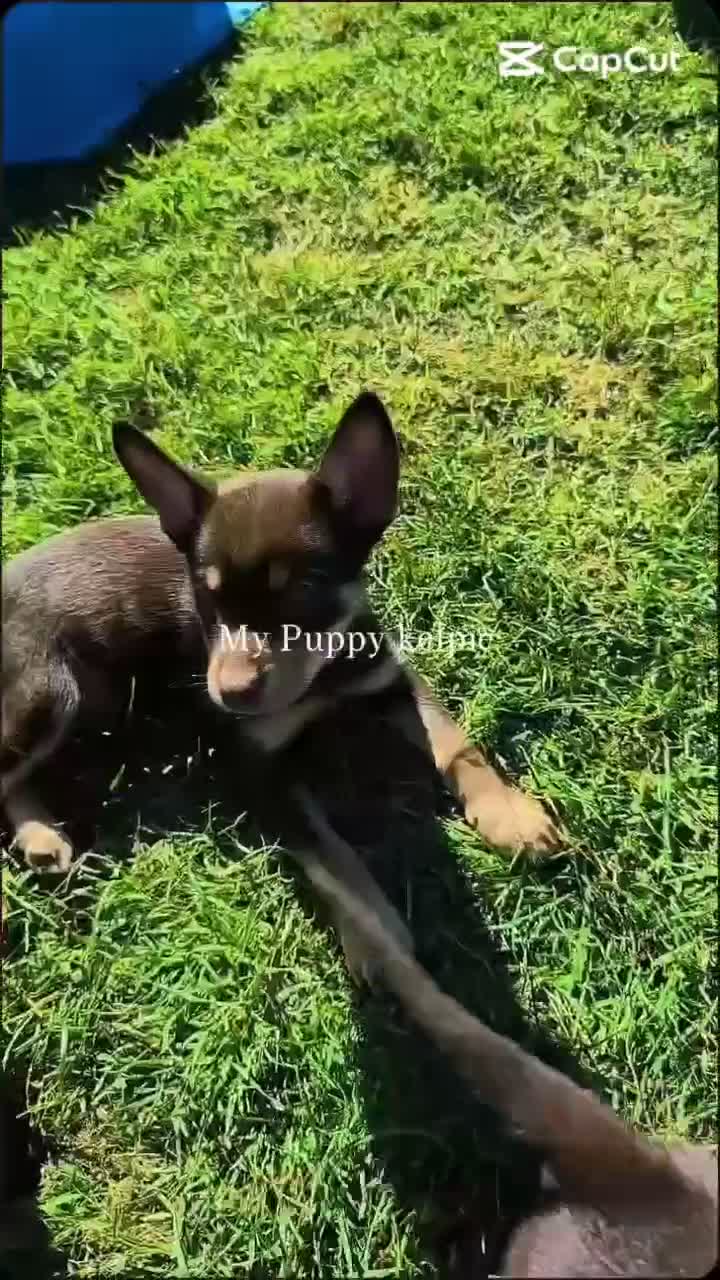 Australian Kelpie cani in vendita: Cuccioli Australian Kelpie  a Provincia di Siena - Video 1