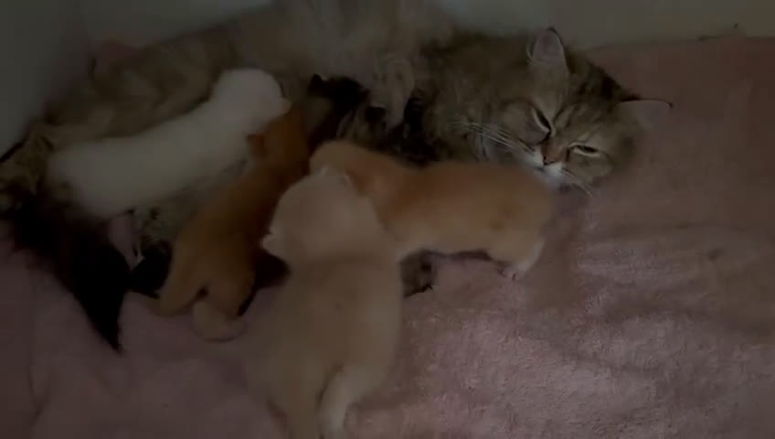 Scottish gatti in vendita: Gattini Scottish Straight  a Provincia di Modena - Video 1