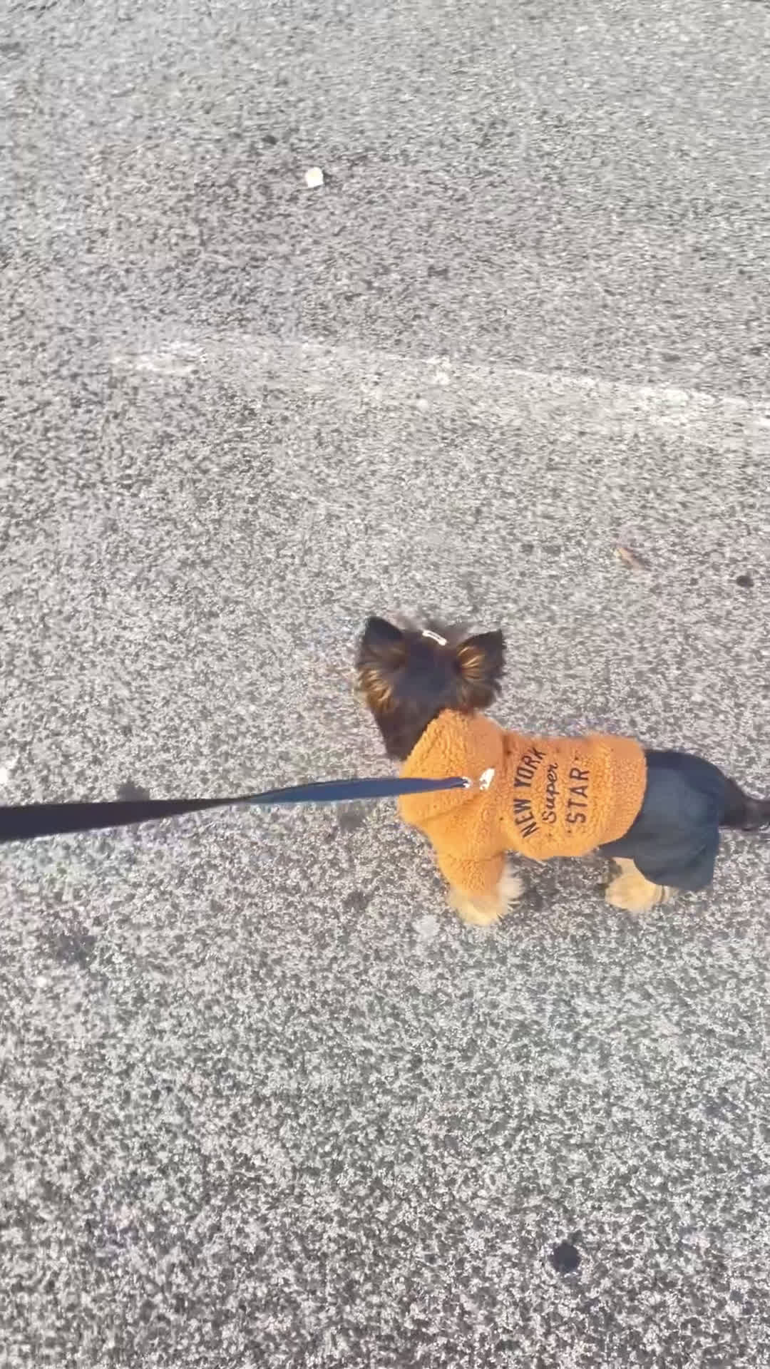 Yorkshire cani per accoppiamento: Yorkshire Terrier disponibile per accoppiamento a Città Metropolitana di Napoli - Video 1