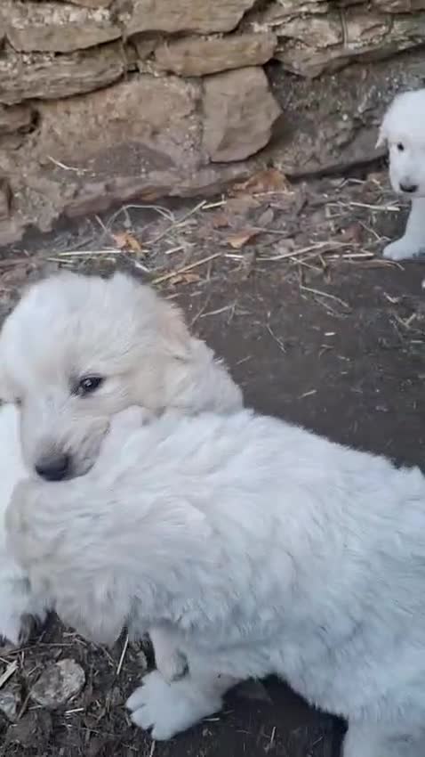 Pastore Maremmano cani in vendita: cucciole di maremmano - Video 2