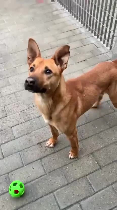 Meticcio cani in regalo: SIMBA BELLISSIMO LUPETTO - Video 1