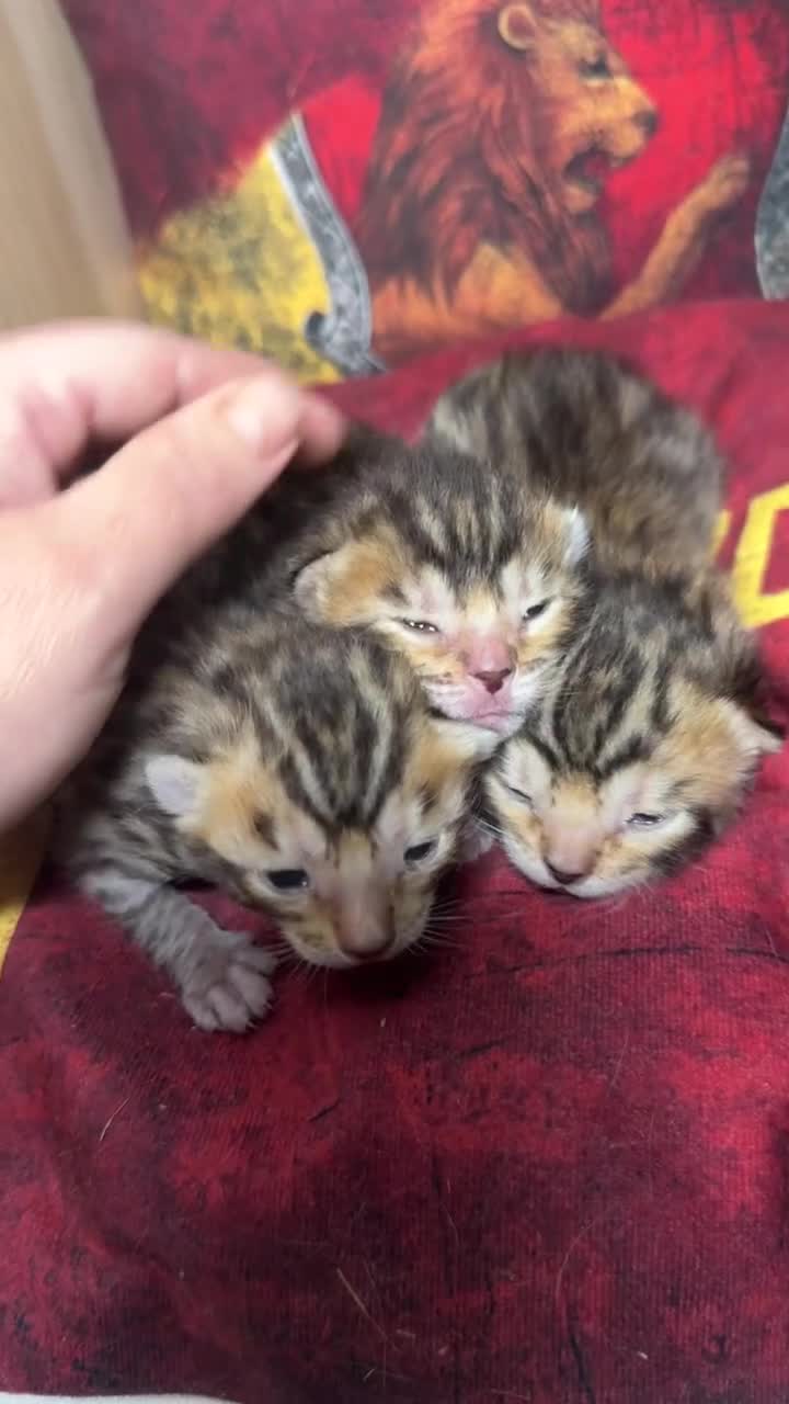 Bengala gatti in vendita: Maschietti bengal puri manto brown - Video 1