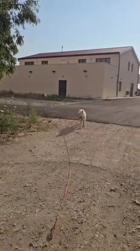 Husky cani in regalo: Zeus: giovane Siberian Husky socievole con tutti  - Video 2