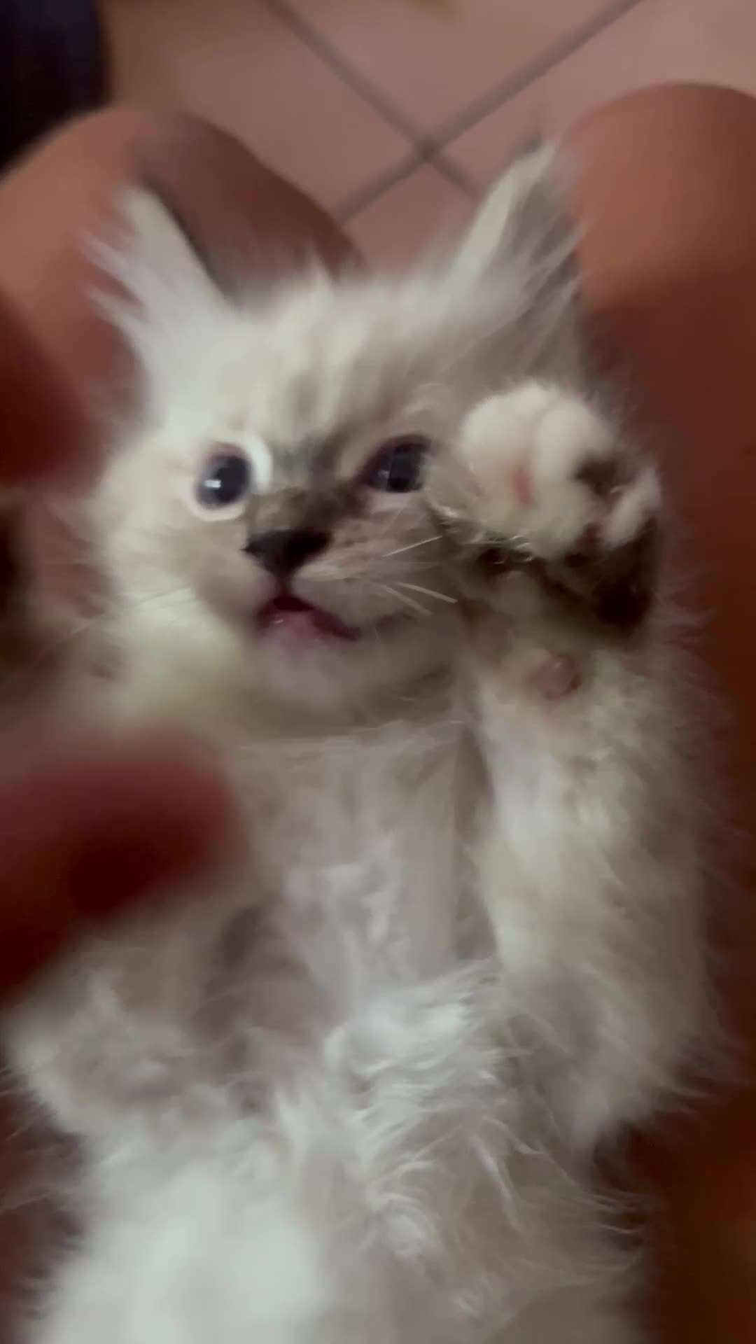 Ragdoll gatti in vendita: Cuccioli ragdoll a Provincia di Modena - Video 1