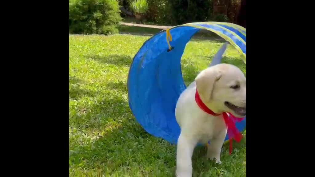 Labrador cani in vendita: Labrador retriever - Video 3
