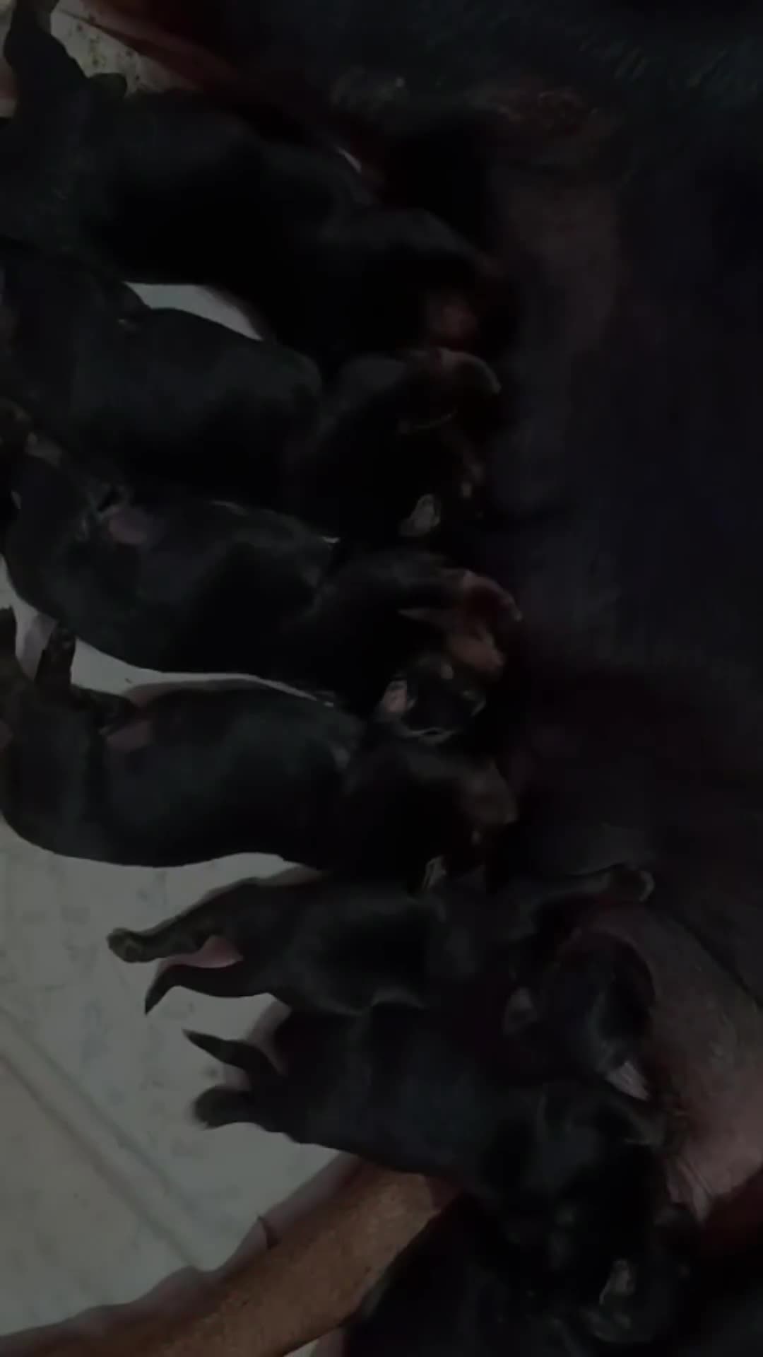 Rottweiler cani in vendita: 11 stelle pelose  a Città metropolitana di Roma Capitale - Video 1