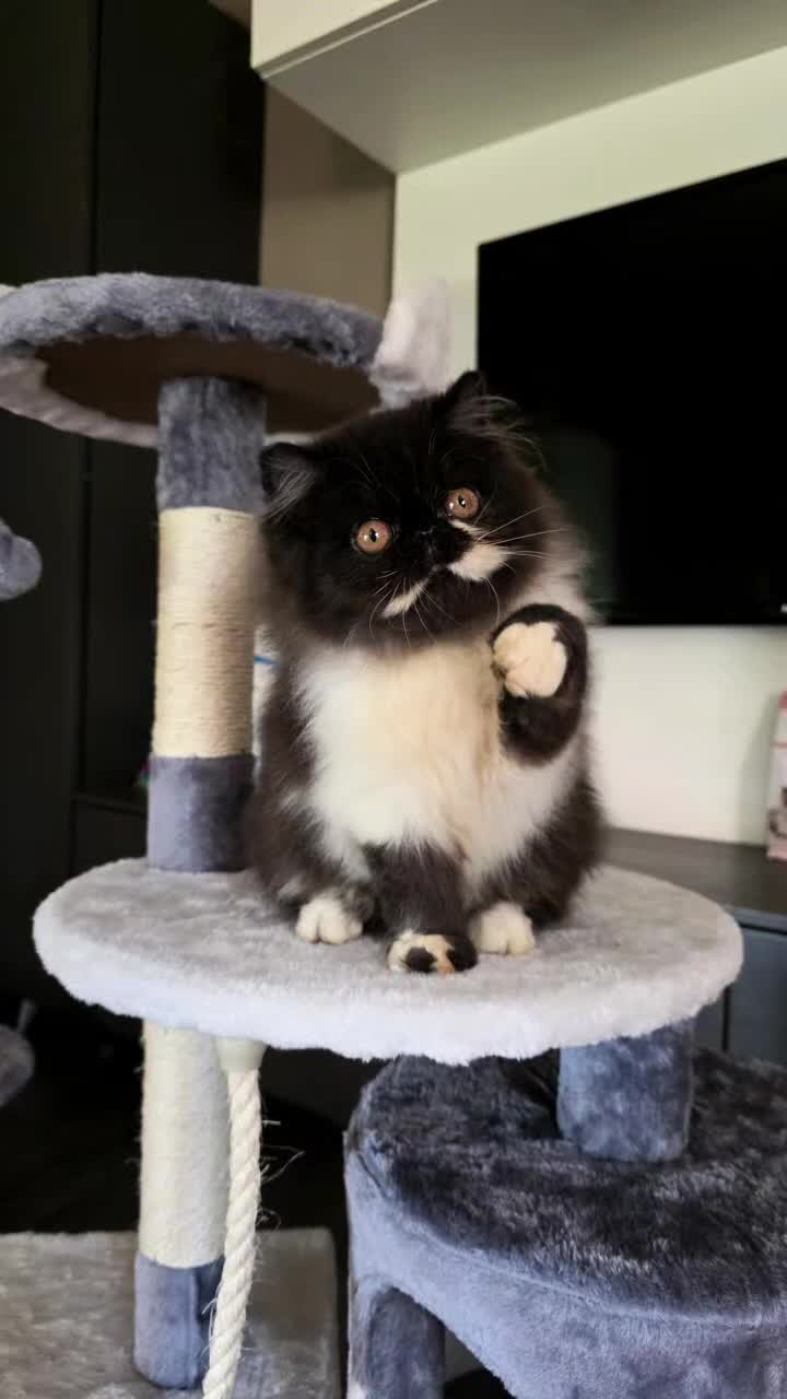 Persiano gatti in vendita: Cuccioli persiani  - Video 1