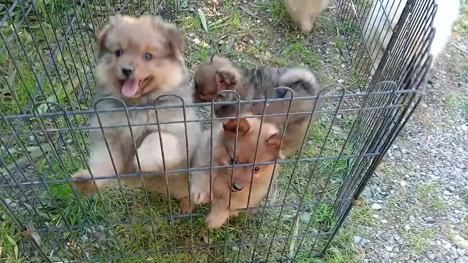 Spitz cani in vendita: Spitz Tedesco piccolo, volpino  - Video 2