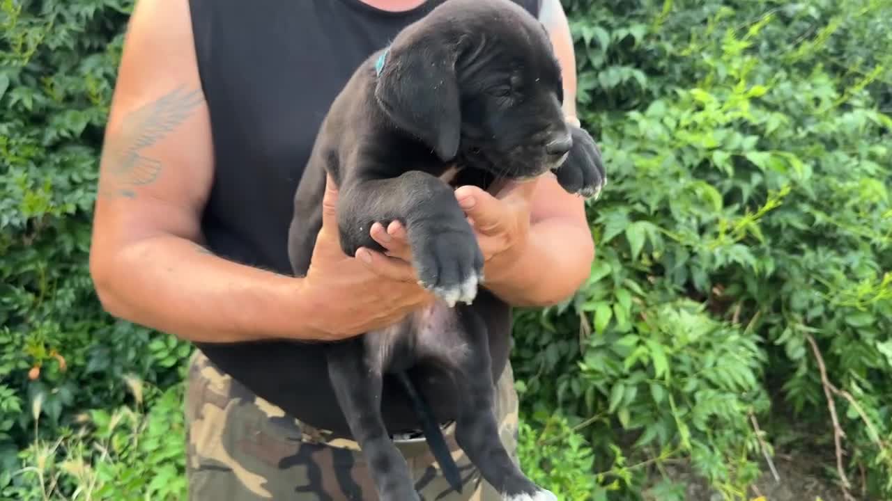 Cane Corso cani in vendita: Cuccioli di Cane Corso manto nero - Video 2