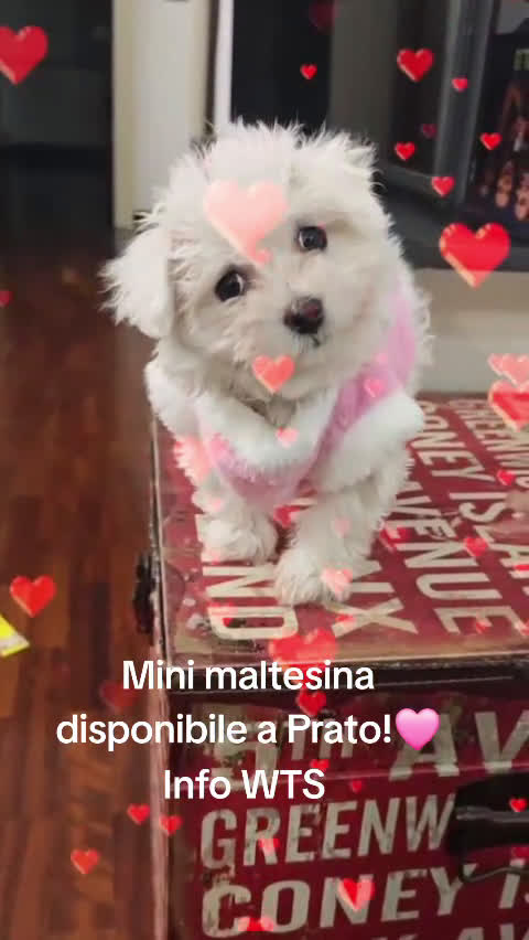Maltese cani in vendita: Maltesini toy - Video 1