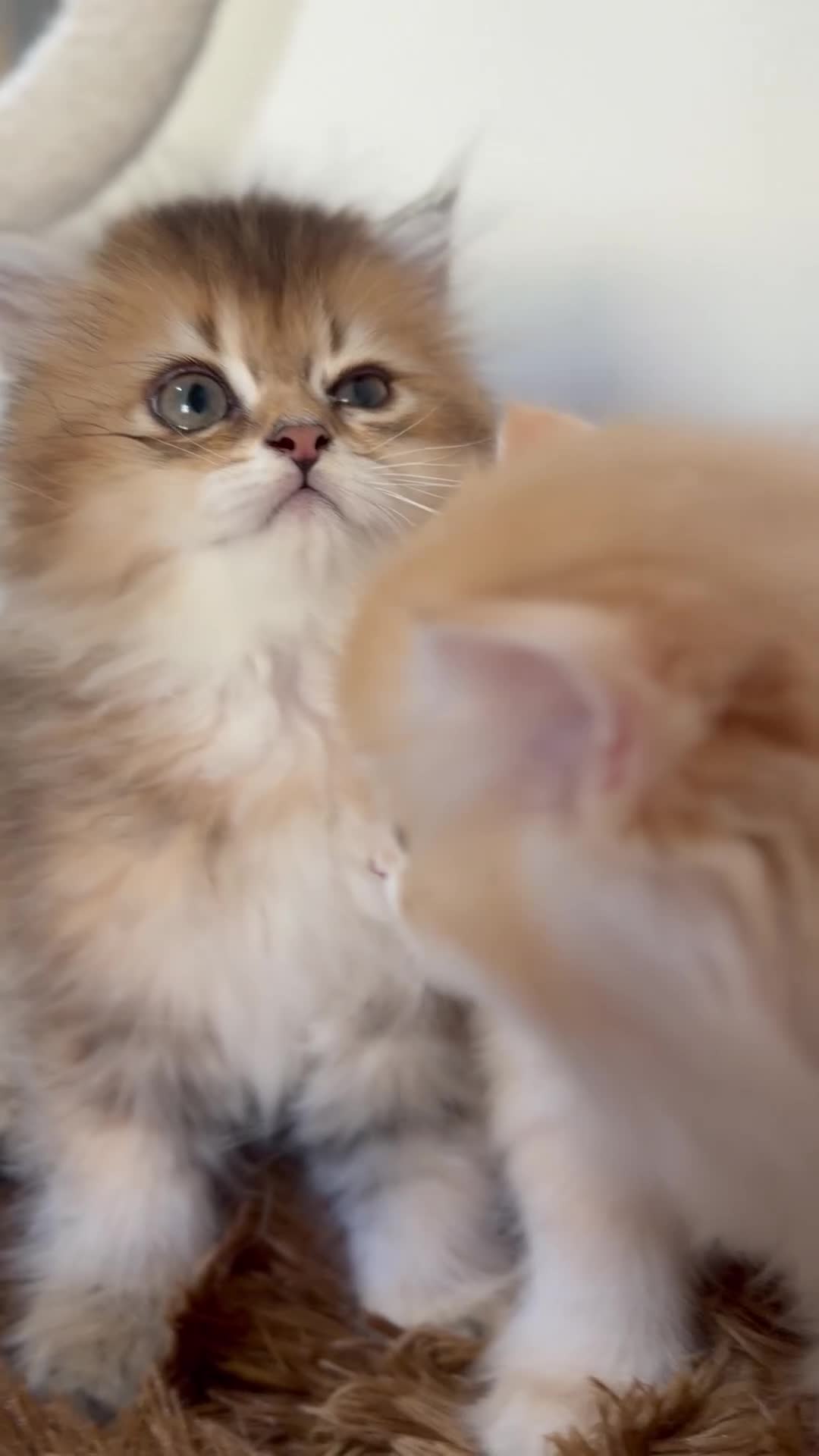 British gatti in vendita: Cuccioli British Longhair  a Provincia di Lucca - Video 1