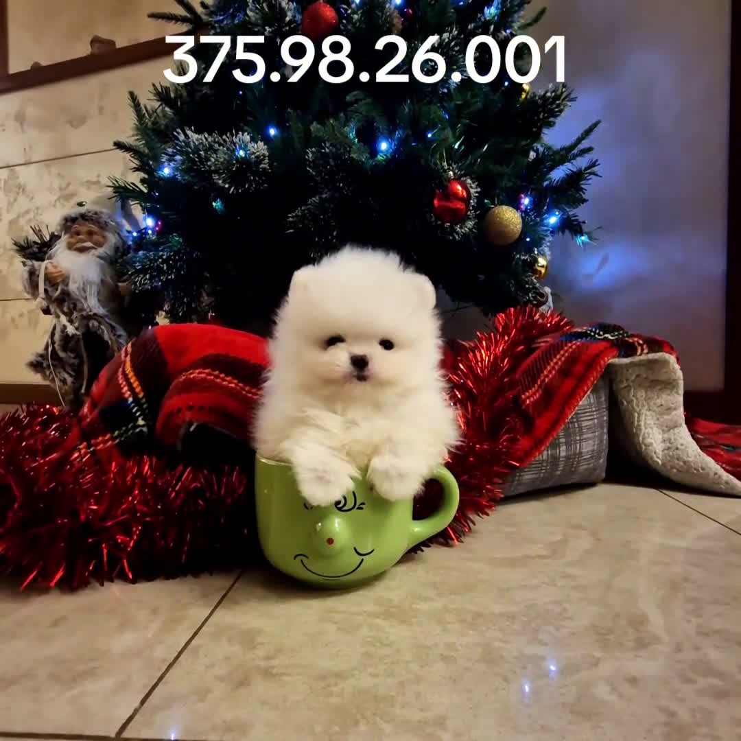 Spitz cani in vendita: Spitz di Pomerania / Volpino tedesco nano - Video 3