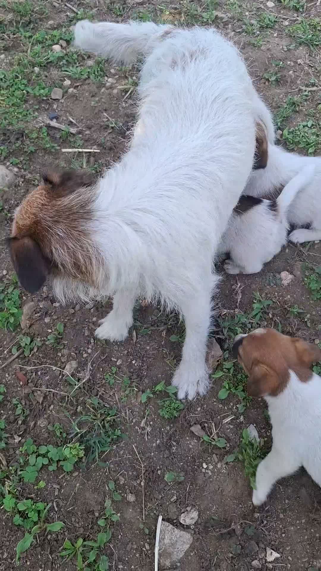 Jack Russell cani in vendita: Cuccioli jack russel terrier - Video 1