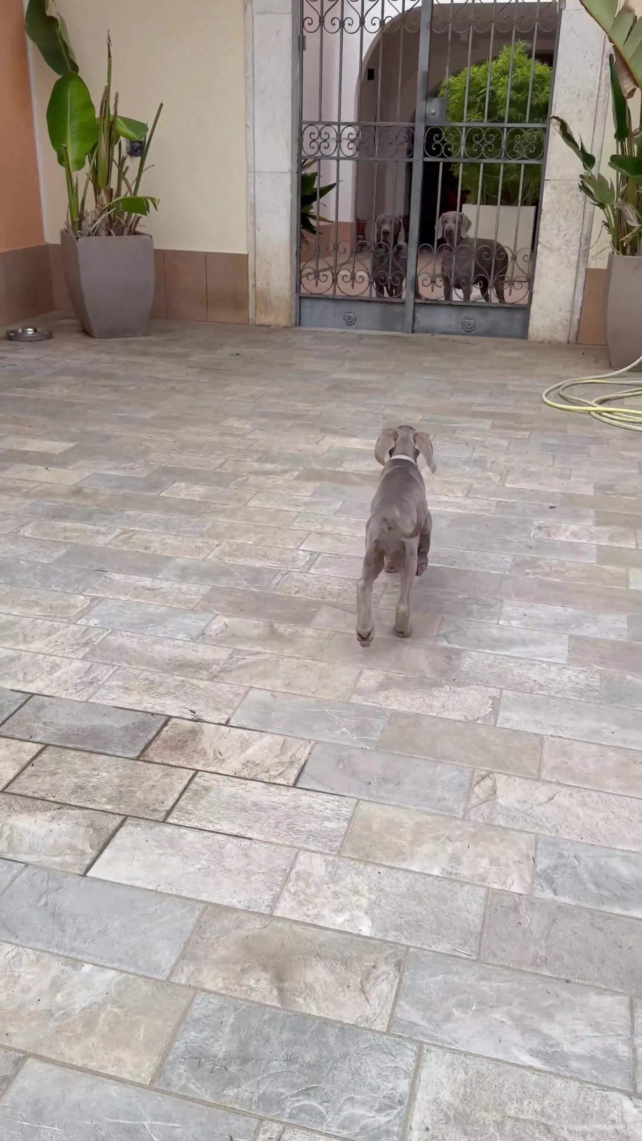 Weimaraner cani in vendita: Vendita cuccioli  Weimaraner  - Video 2