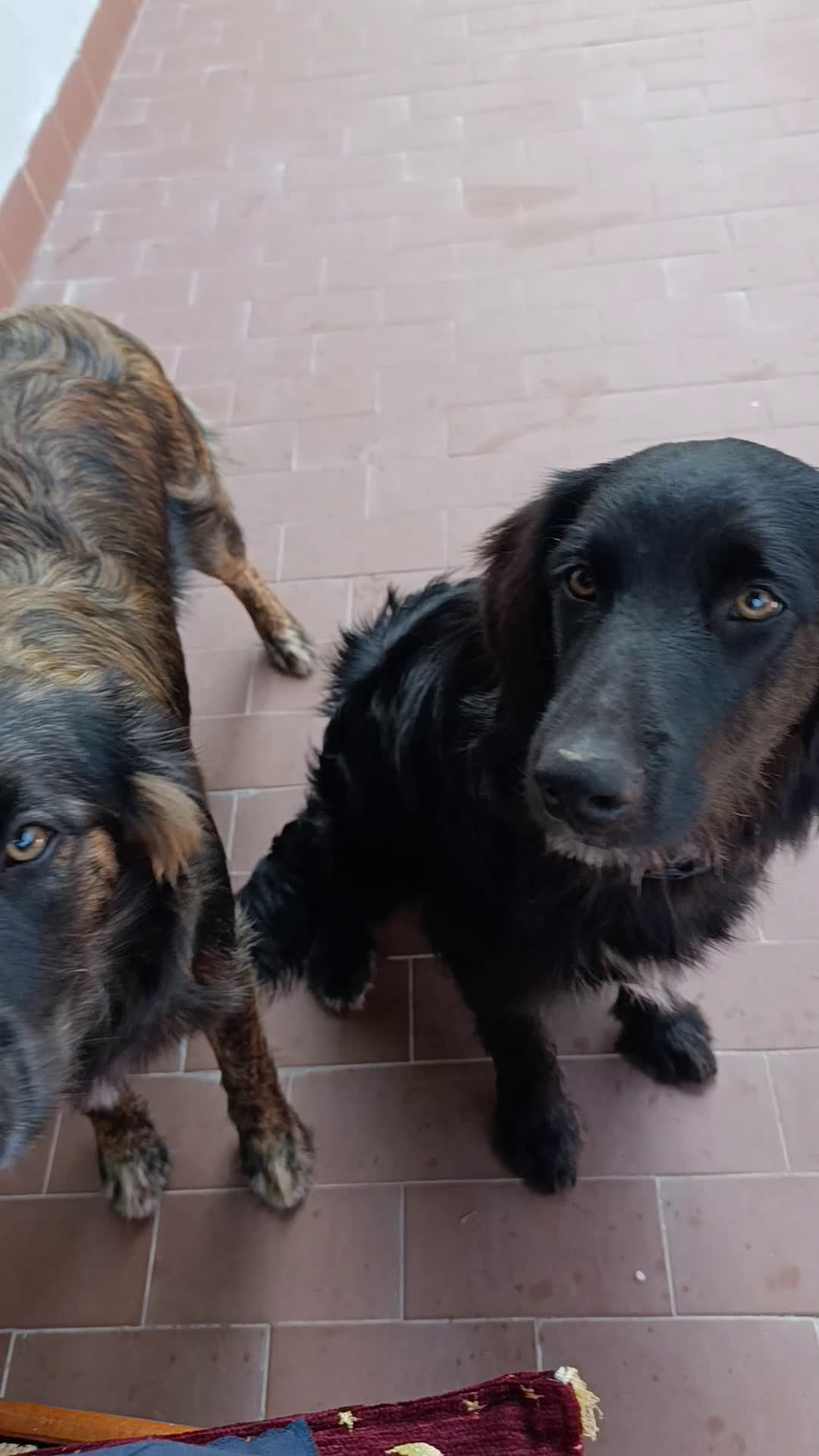 Border Collie cani in regalo: nuova casa felice per Alundra - Video 2