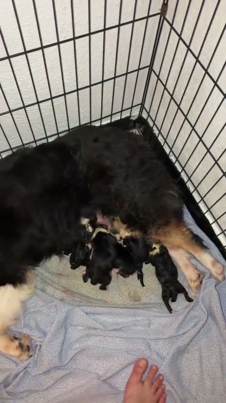 Australian Shepherd cani in vendita: Cuccioli di australian Sheperd  - Video 1