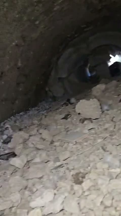 Meticcio cani in regalo: Mamma Cozza: dolce e socievole. Taglia contenuta  - Video 4