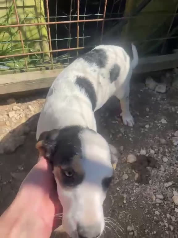 Meticcio cani in regalo: SELENE ASPETTA TE - Video 4